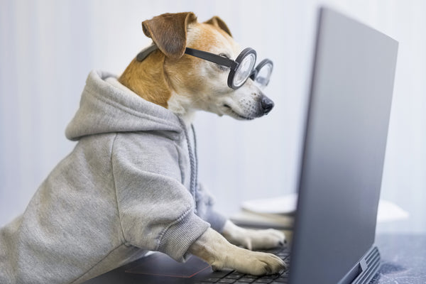 10 Tips for Helping Your Dog Adjust as You Return to Work
