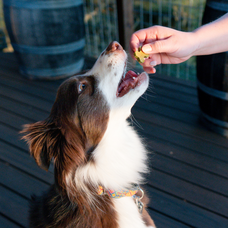 Photograph of brown and white long-haired dog with an open mouth being handed a baked bone
