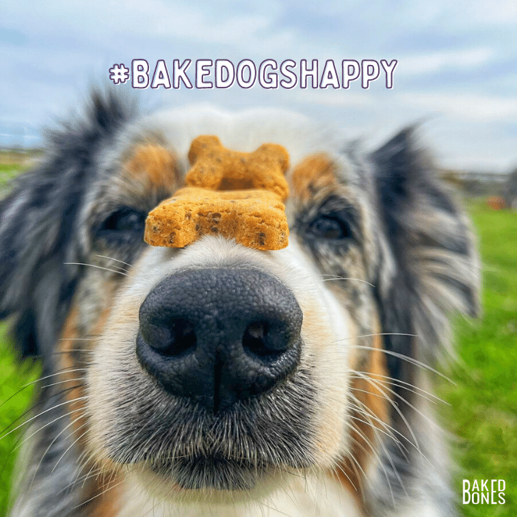 Close up image of an Aussie dog with 3 BakedBones CBD dog bones resting on his nose, along with the hashtag #bakedogshappy