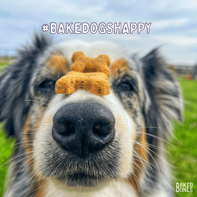 Close up image of an Aussie dog with 3 BakedBones CBD dog bones resting on his nose, along with the hashtag #bakedogshappy