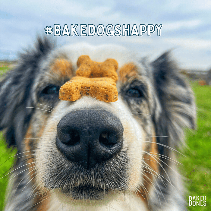 BAKEDBONESORIGINALCBDFORDOGS-