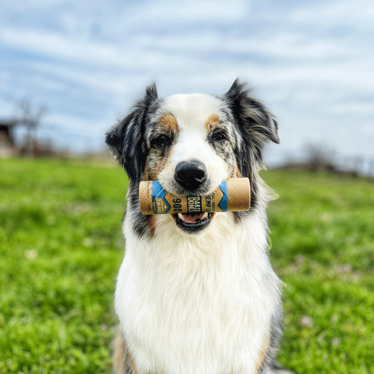 Photo of a beautiful Aussie dog breed holding a kraft packaging tube of BakedBones CBD oil for dogs in his mouth against a green grass and blue sky background. @pistol.the.aussie