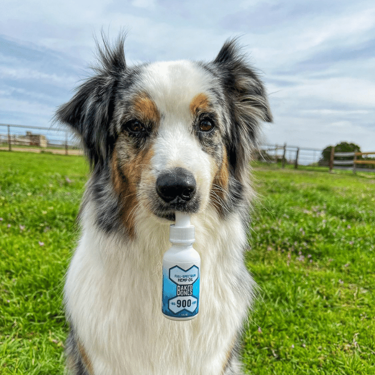 Photo of a beautiful Aussie dog breed holding a white BakedBones CBD oil for dogs bottle in his mouth against a green grass and blue sky background. @pistol.the.aussie