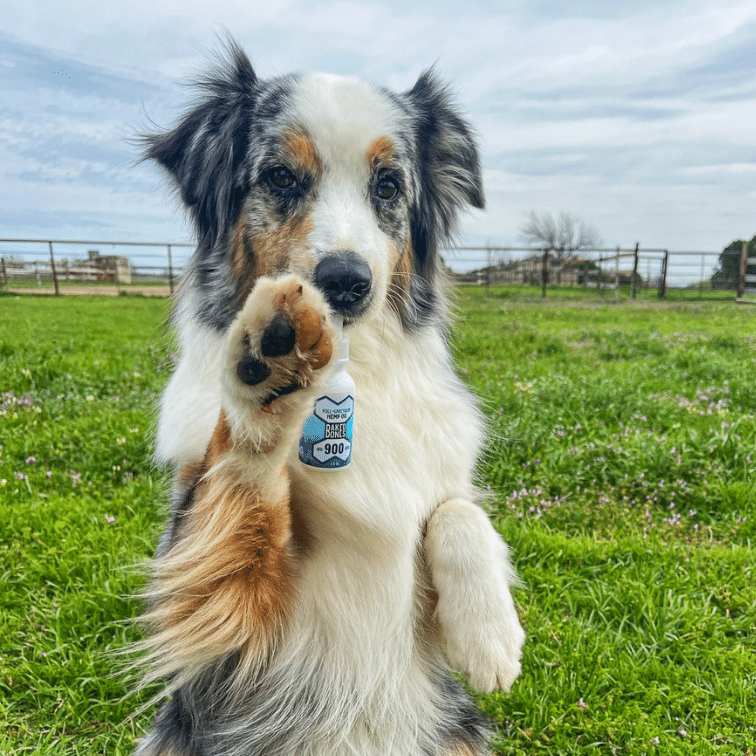 Photo of a beautiful Aussie dog breed waving his paws and holding a white BakedBones CBD oil for dogs bottle in his mouth against a green grass and blue sky background. @pistol.the.aussie