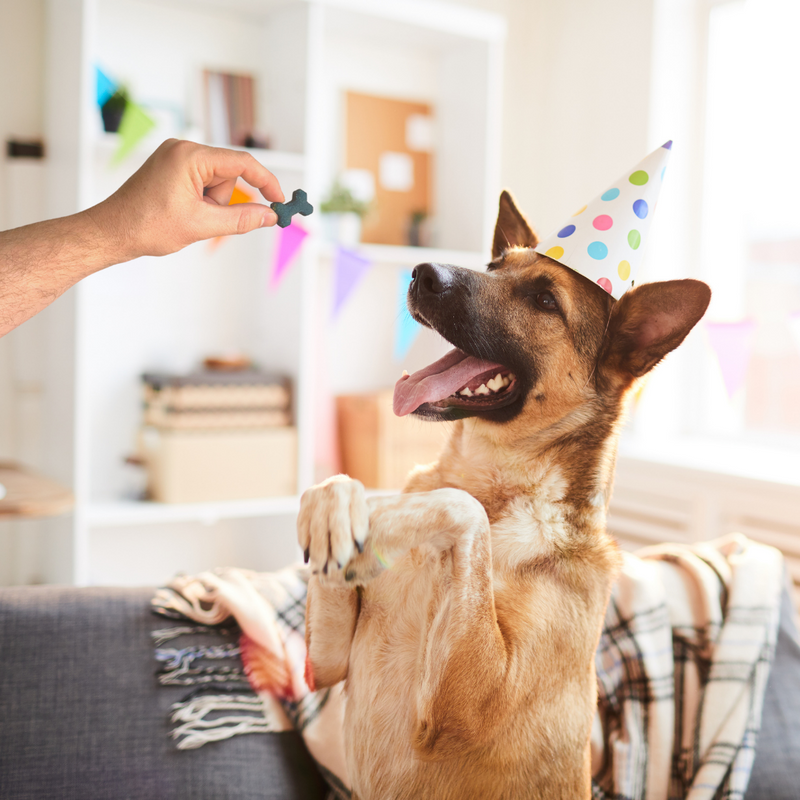 Photograph of a large brown dog wearing a party hat and sitting pretty for the blue baked dog bone being presented to him by an arm from someone off-camera.  The scene is a cozy and bright living room.