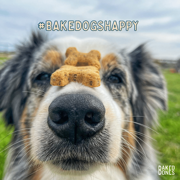 Close up image of an Aussie dog with 3 BakedBones CBD dog bones resting on his nose, along with the hashtag #bakedogshappy