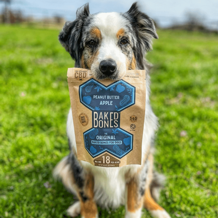 Image of an Aussie dog (@pistol.the.aussie) sitting in a field of green grass and holding in his mouth a kraft bag with a blue bone shape on the front labeled “Peanut Butter Apple, BakedBones”