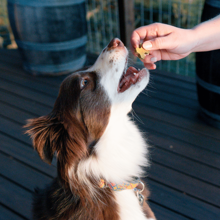 Photograph of brown and white long-haired dog with an open mouth being handed a baked bone