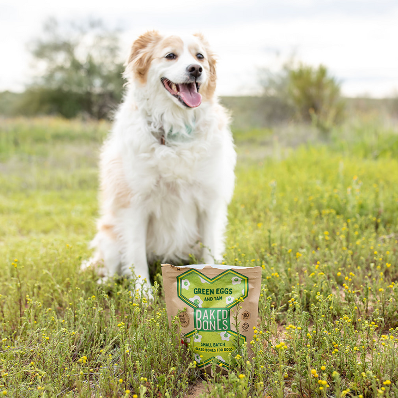 Photo of a cream and white long-haired dog sitting pretty behind a bag of BakedBones “Green Eggs and Yam” recipe and surrounded by greenery and yellow flowers