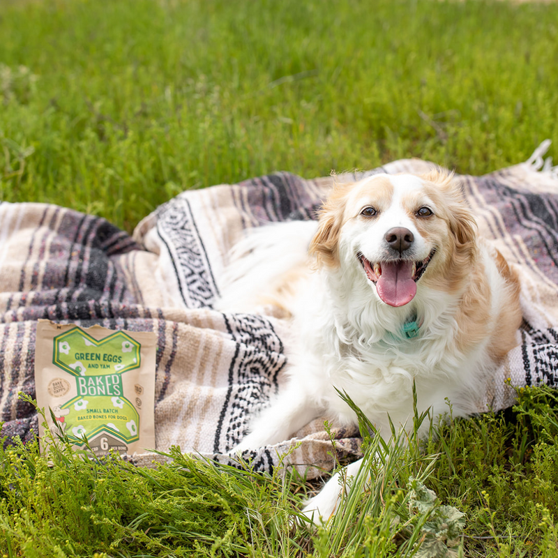 Photo of a cream and white long-haired dog smiling with its tongue out and laying on an earth-toned blanket on a field of green grass.  There is also a Kraft and green bag of BakedBones lying on the blanket next to the dog @nicolebowmanphotography